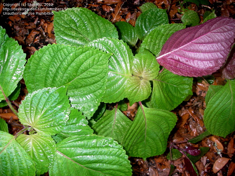 beefsteak plant، shiso ، perilla mint، Chinese basil،  wild basil، 